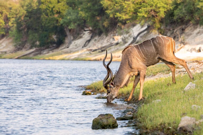 Botswana & Simbabwe – Auf den Spuren der Wildnis