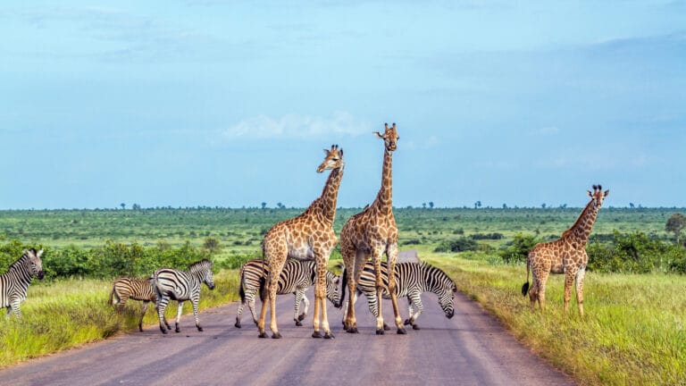 Botswana & Simbabwe – Auf den Spuren der Wildnis