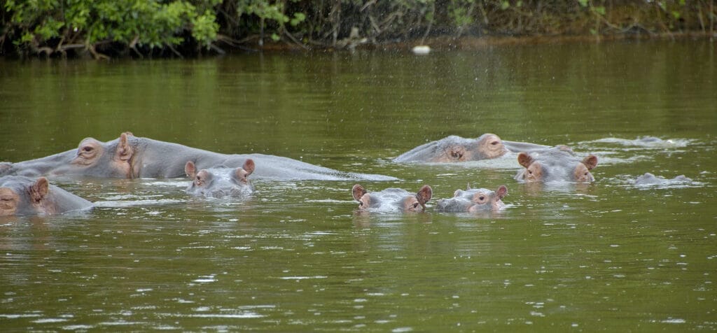 Hippo in National parc Mburo Uganda