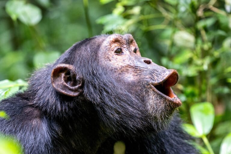Faszination Uganda