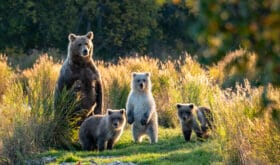 Large adult female Alaskan brown bear with three cute cubs standing on a grassy spit of land in the Brooks River, Katmai National Park, Alaska, USA