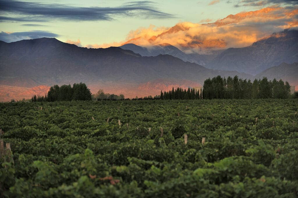 Sunrise over vineyard with snow capped mountains of Andes in Mendoza, the heart of wine making region in Argentina, famous for producing Malbec red wine