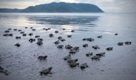 Many turtle hatchlings making their way to the ocean in Costa Rica.