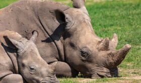 Colour wildlife portrait close to two Black Rhinoceros (Mum and calf) laying down on grassland on hot sunny day in landscape orientation, taken on Ol Pejeta conservancy, Kenya.