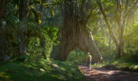 Trekking in the forests of Tanzania. Young woman with backpack walks and enjoys beautiful large trees in Arusha National Park.Concept healthy and active lifestyle.