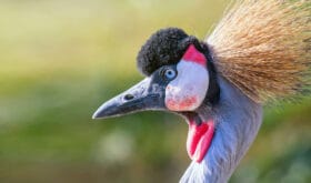 Grey crowned crane Close up portrait (Balearica regulorum) National bird of Uganda