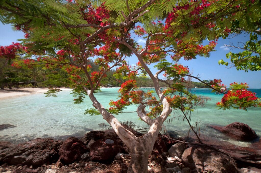 Flamboyant Christmas Tree (Delonix regia) at Vonu Point, Turtle Island, Yasawa Islands, Fiji.