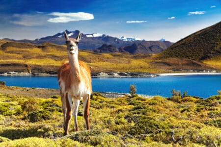 „Guanako im Torres del Paine Nationalpark in Patagonien, Chile – vor blauem See und schneebedeckten Anden, ideales Reiseziel für Natur- und Tierliebhaber.“